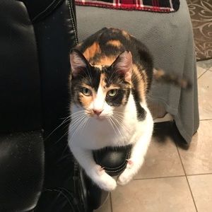 Meet your Posher, Violet